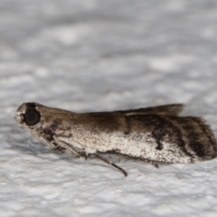 Creobota apodectum (a Phycitinae moth) at Melba, ACT - 8 Nov 2021 by kasiaaus