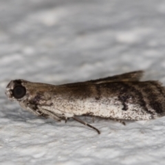 Creobota apodectum at Melba, ACT - 8 Nov 2021