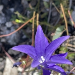 Wahlenbergia gloriosa (Royal Bluebell) at Tennent, ACT - 27 Jan 2022 by JaneR