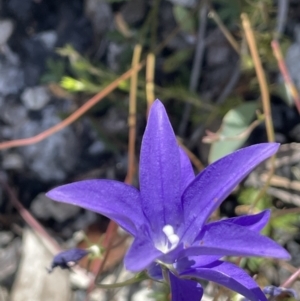 Wahlenbergia gloriosa at Tennent, ACT - 27 Jan 2022