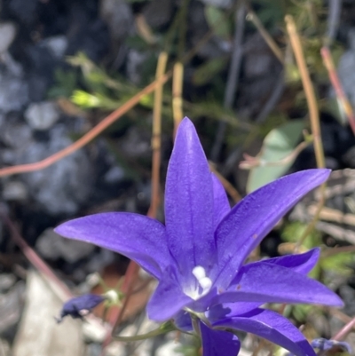 Wahlenbergia gloriosa (Royal Bluebell) at Namadgi National Park - 27 Jan 2022 by JaneR