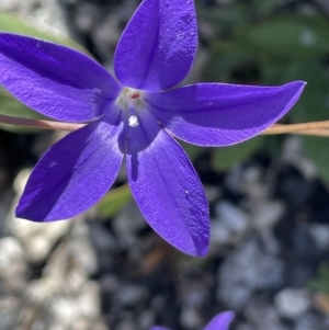 Wahlenbergia gloriosa at Tennent, ACT - 27 Jan 2022