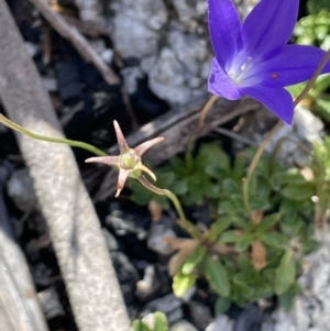 Wahlenbergia gloriosa at Tennent, ACT - 27 Jan 2022