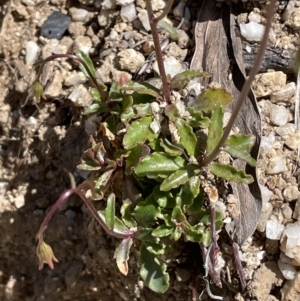 Wahlenbergia gloriosa at Tennent, ACT - 27 Jan 2022