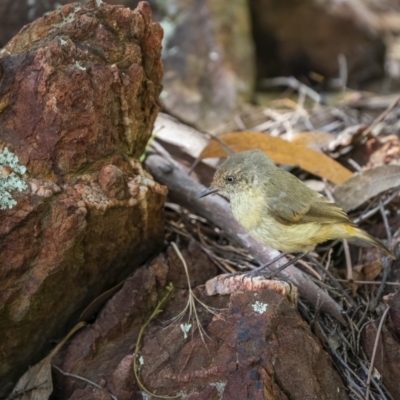 Acanthiza reguloides (Buff-rumped Thornbill) at Bullen Range - 22 Jan 2022 by trevsci