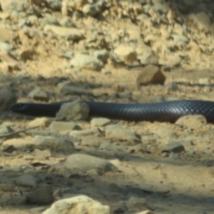 Pseudechis porphyriacus at Cotter River, ACT - 27 Jan 2022