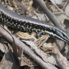 Eulamprus heatwolei (Yellow-bellied Water Skink) at Cotter River, ACT - 27 Jan 2022 by Christine