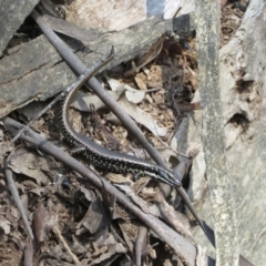 Eulamprus heatwolei at Cotter River, ACT - 27 Jan 2022