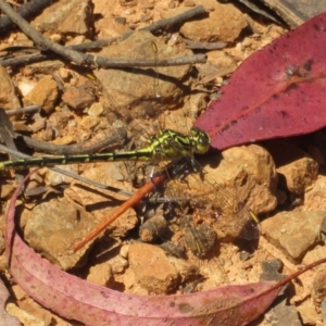 Austrogomphus guerini at Cotter River, ACT - 27 Jan 2022