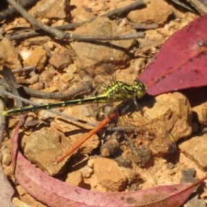 Austrogomphus guerini at Cotter River, ACT - 27 Jan 2022 03:00 PM