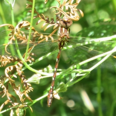 Austroaeschna pulchra (Forest Darner) at Namadgi National Park - 27 Jan 2022 by Christine