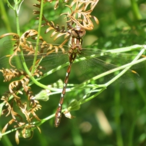 Austroaeschna pulchra at Cotter River, ACT - 27 Jan 2022