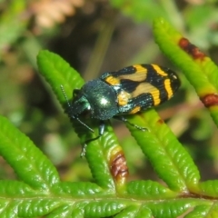 Castiarina flavopicta (Flavopicta jewel beetle) at Namadgi National Park - 27 Jan 2022 by Christine