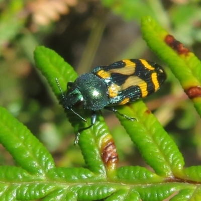 Castiarina flavopicta (Flavopicta jewel beetle) at Namadgi National Park - 27 Jan 2022 by Christine