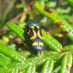 Castiarina flavopicta at Cotter River, ACT - 27 Jan 2022 02:44 PM