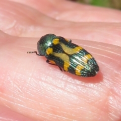 Castiarina flavopicta at Cotter River, ACT - 27 Jan 2022 02:44 PM