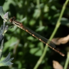 Austrolestes leda (Wandering Ringtail) at Queanbeyan, NSW - 26 Jan 2022 by Paul4K