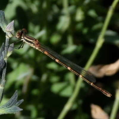 Austrolestes leda (Wandering Ringtail) at QPRC LGA - 26 Jan 2022 by Paul4K