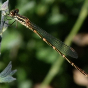 Austrolestes leda at Queanbeyan, NSW - suppressed