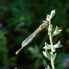 Austrolestes leda at Queanbeyan, NSW - suppressed