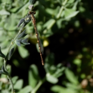 Austrolestes leda at Queanbeyan, NSW - suppressed