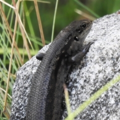 Liopholis montana (Mountain Skink, Tan-backed Skink) at Namadgi National Park - 27 Jan 2022 by JohnBundock