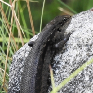 Liopholis montana at Cotter River, ACT - suppressed