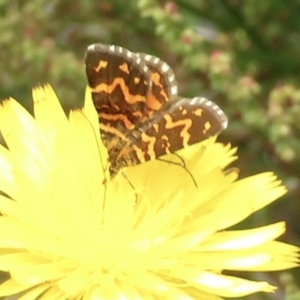 Chrysolarentia chrysocyma at Cotter River, ACT - 20 Jan 2022 03:09 PM