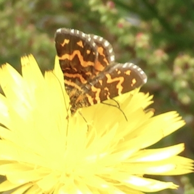 Chrysolarentia chrysocyma (Small Radiating Carpet) at Namadgi National Park - 20 Jan 2022 by RobParnell