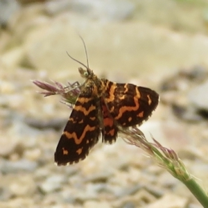 Chrysolarentia chrysocyma at Cotter River, ACT - 20 Jan 2022