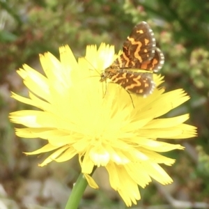 Chrysolarentia chrysocyma at Cotter River, ACT - 20 Jan 2022