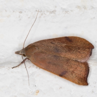 Tortricopsis uncinella (A concealer moth) at Melba, ACT - 8 Nov 2021 by kasiaaus