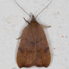 Tortricopsis uncinella at Melba, ACT - 8 Nov 2021 11:47 PM