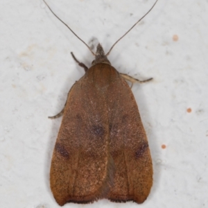 Tortricopsis uncinella at Melba, ACT - 8 Nov 2021 11:47 PM