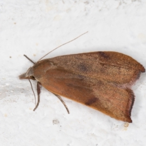 Tortricopsis uncinella at Melba, ACT - 8 Nov 2021 11:47 PM