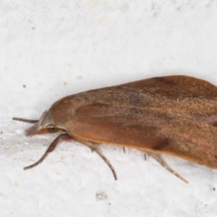 Tortricopsis uncinella at Melba, ACT - 8 Nov 2021 11:47 PM