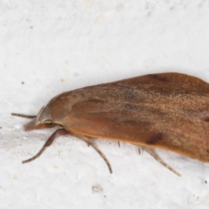 Tortricopsis uncinella at Melba, ACT - 8 Nov 2021 11:47 PM