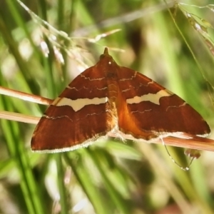 Chrysolarentia leucozona at Cotter River, ACT - 27 Jan 2022