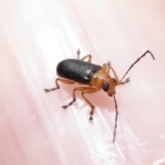 Unidentified Beetle (Coleoptera) (TBC) at Bimberi, NSW - 20 Jan 2022 by RobParnell