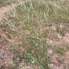 Melilotus albus (Bokhara) at Molonglo Valley, ACT - 27 Jan 2022 by Jenny54