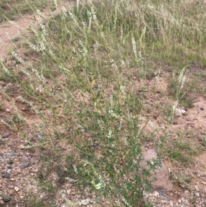 Melilotus albus at Molonglo Valley, ACT - 28 Jan 2022 09:47 AM