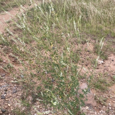 Melilotus albus (Bokhara Clover) at Molonglo Valley, ACT - 28 Jan 2022 by Jenny54