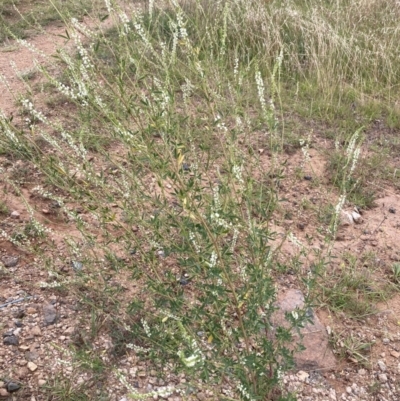 Melilotus albus (Bokhara) at National Arboretum Forests - 27 Jan 2022 by Jenny54