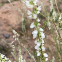 Melilotus albus at Molonglo Valley, ACT - 28 Jan 2022 09:47 AM