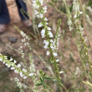 Melilotus albus at Molonglo Valley, ACT - 28 Jan 2022 09:47 AM