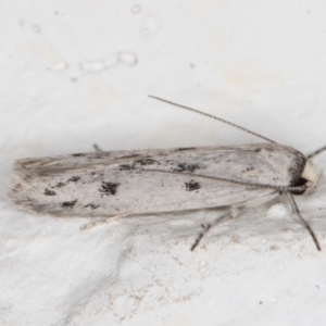 Oecophoridae provisional species 2 at Melba, ACT - 8 Nov 2021 11:53 PM