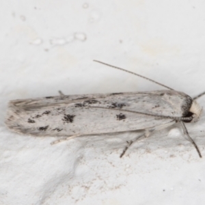 Oecophoridae provisional species 2 at Melba, ACT - 8 Nov 2021