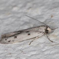 Oecophoridae provisional species 2 at Melba, ACT - 8 Nov 2021 11:53 PM