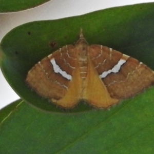 Chrysolarentia leucozona at Cotter River, ACT - 27 Jan 2022