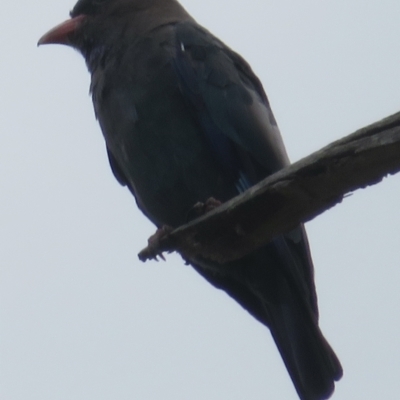 Eurystomus orientalis (Dollarbird) at Stony Creek - 22 Jan 2022 by RobParnell